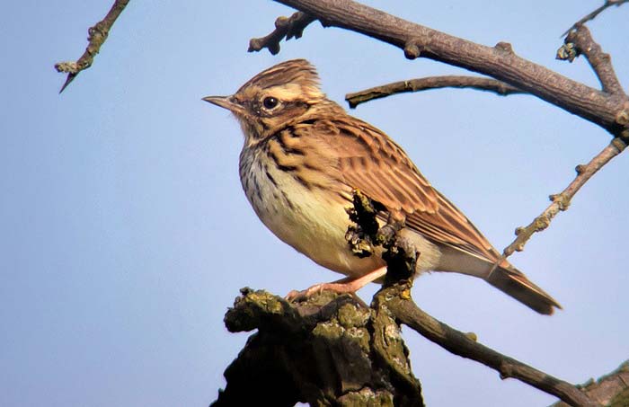 Woodlark