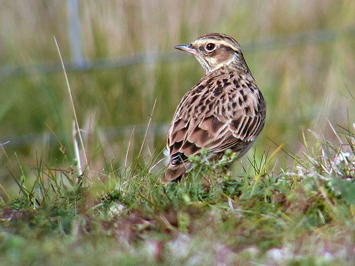 Woodlark