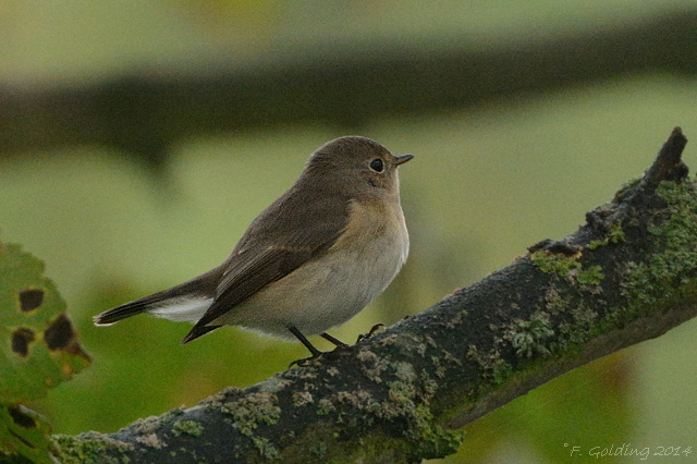 Red-breasted Flycatcher