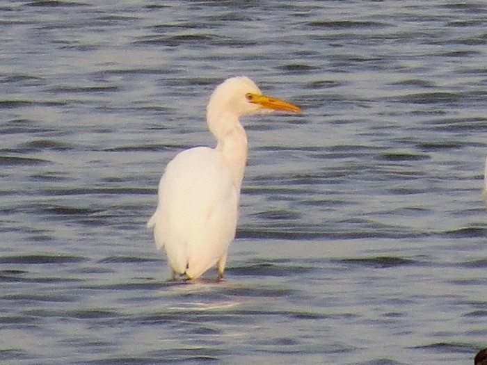 Cattle Egret