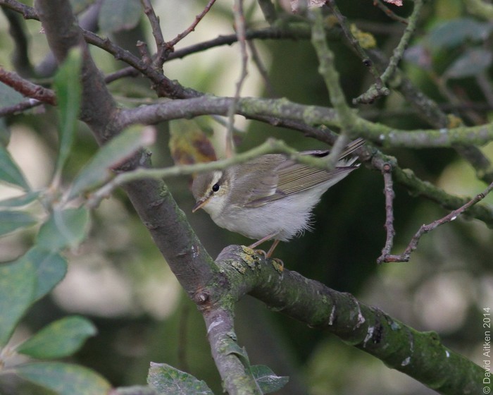 Greenish Warbler