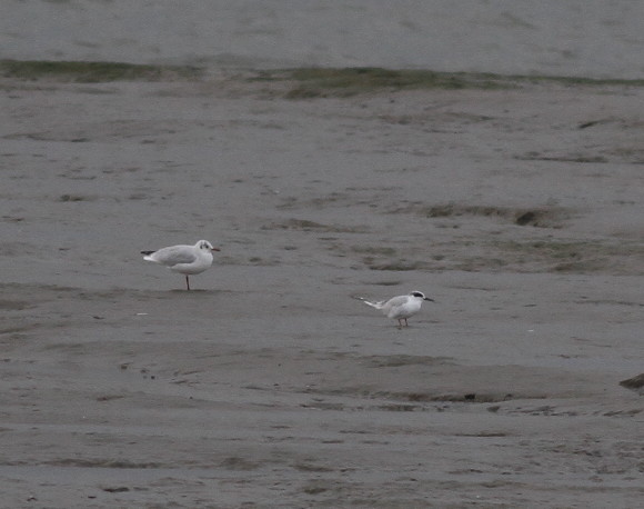 Forster's Tern