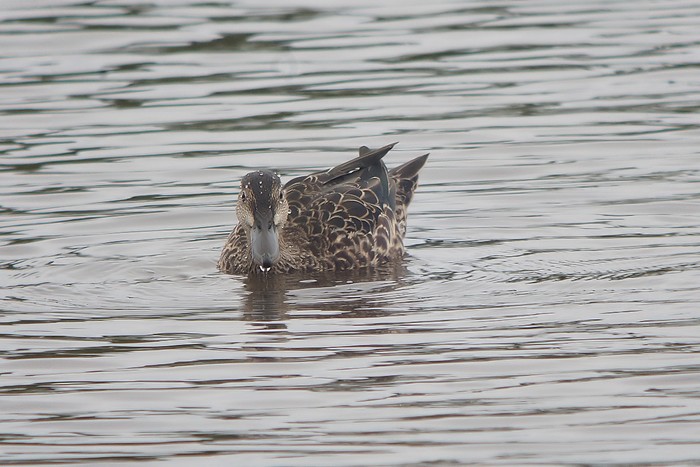 Blue-winged Teal