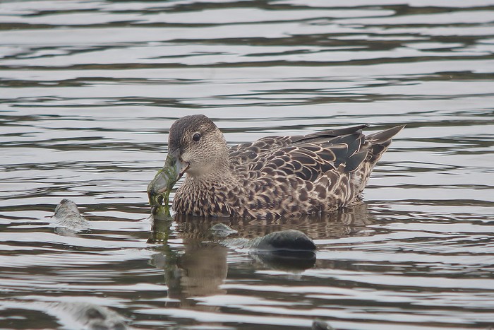 Blue-winged Teal