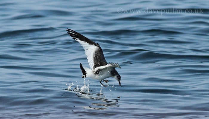 Sabine's Gull