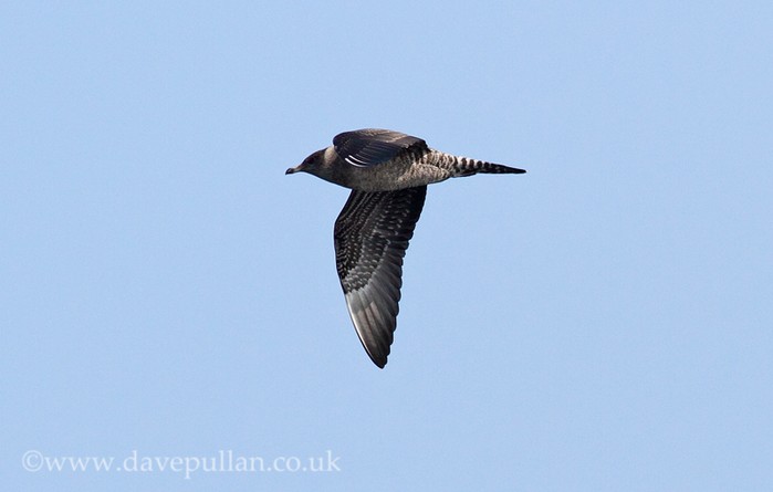 Long-tailed Skua