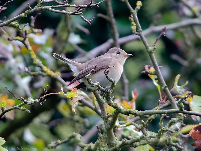 Red-breasted Flycatcher