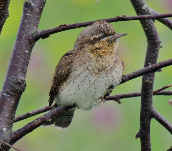 Wryneck