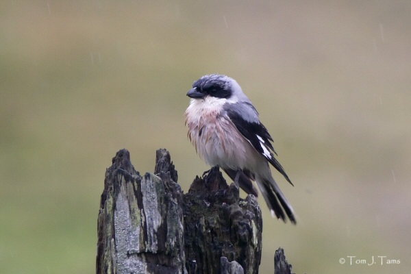 Lesser Grey Shrike