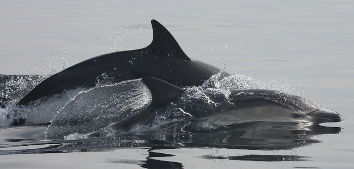 Common Dolphin