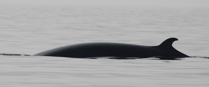 Minke whale