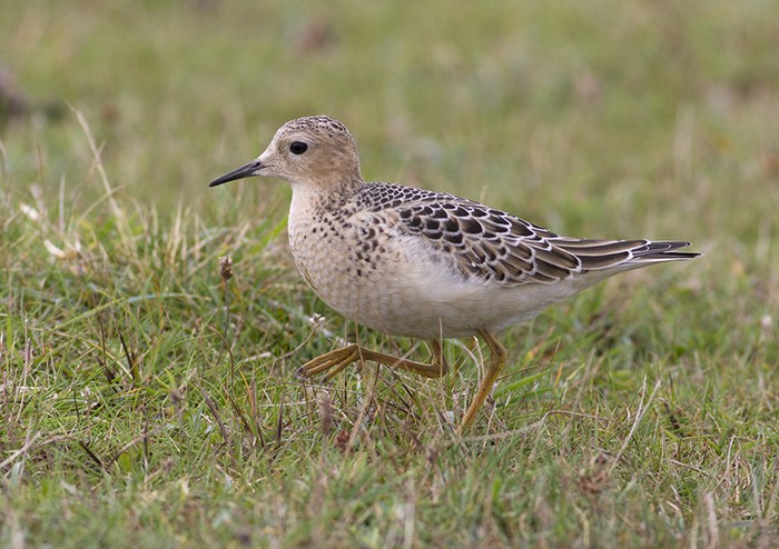 Buff-breasted Sandpiper