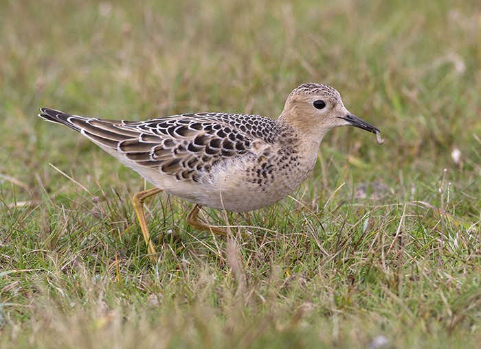 Buff-breasted Sandpiper
