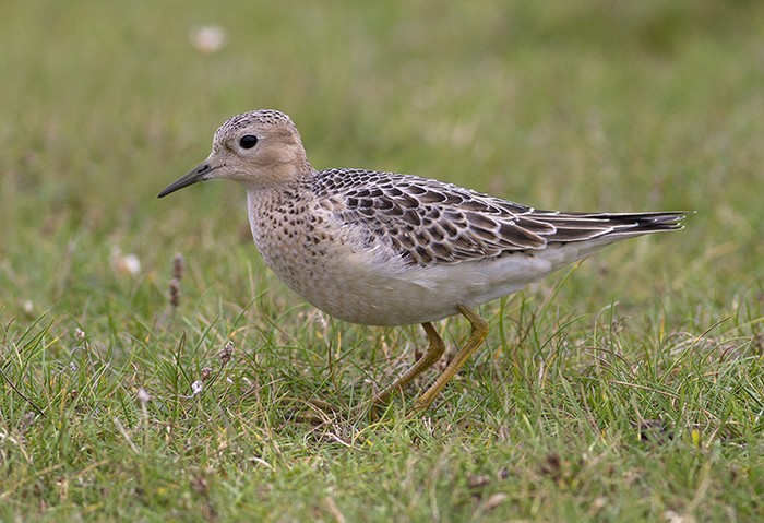 Buff-breasted Sandpiper