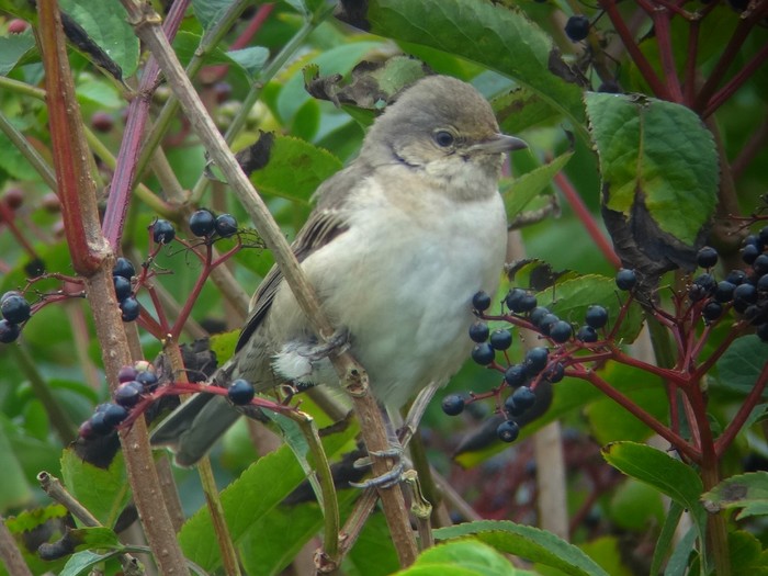 Barred Warbler