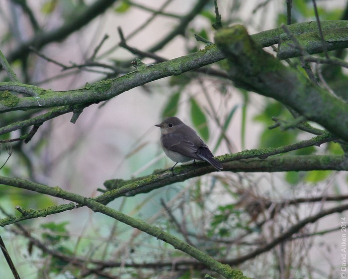 Red-breasted Flycatcher