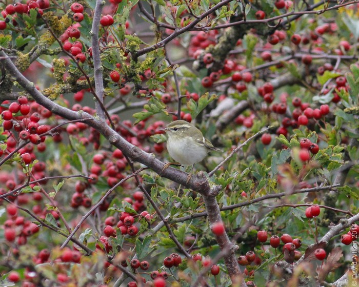Yellow-browed Warbler