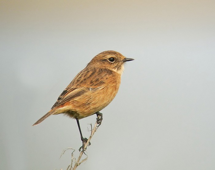 Stonechat