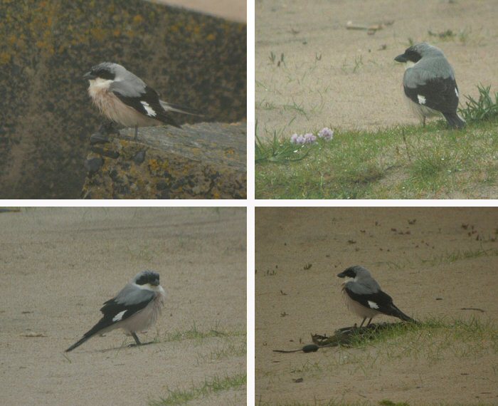 Lesser Grey Shrike