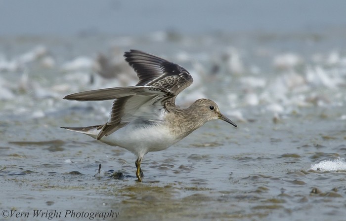 Temminck's Stint