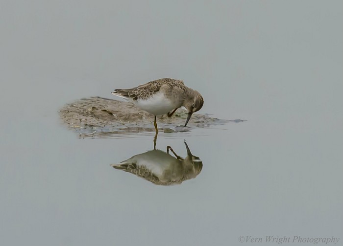 Temminck's Stint
