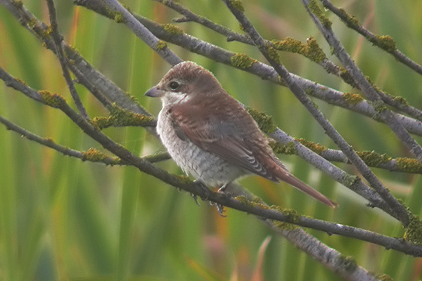 Red-backed Shrike