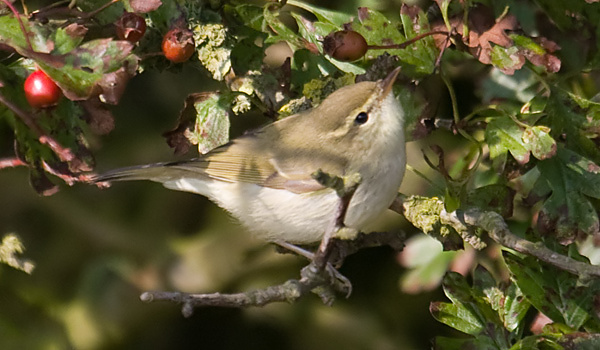 Greenish Warbler