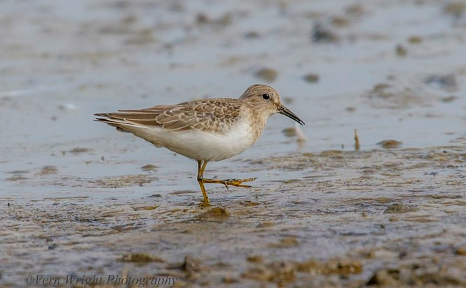 Temminck's Stint