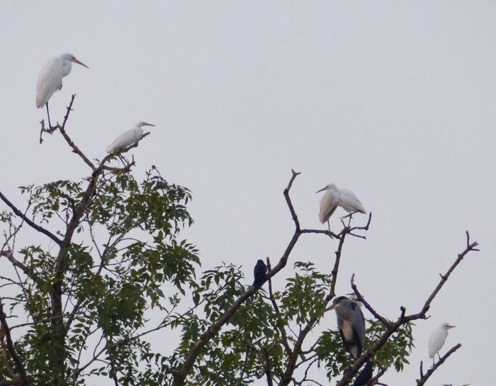 Great White Egret
