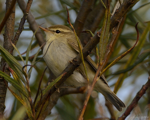 Greenish Warbler