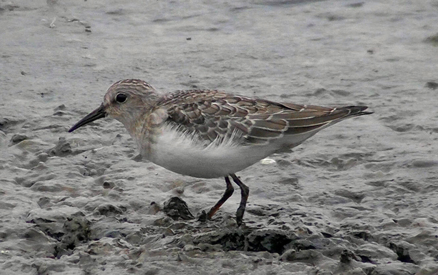 Temminck's Stint