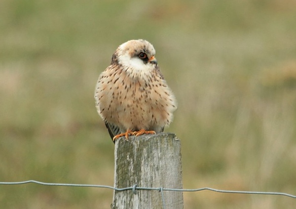 Red-footed Falcon