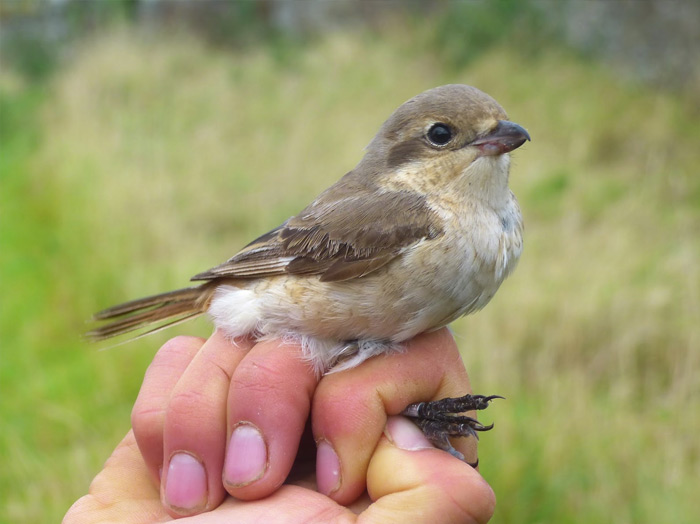Daurian Shrike