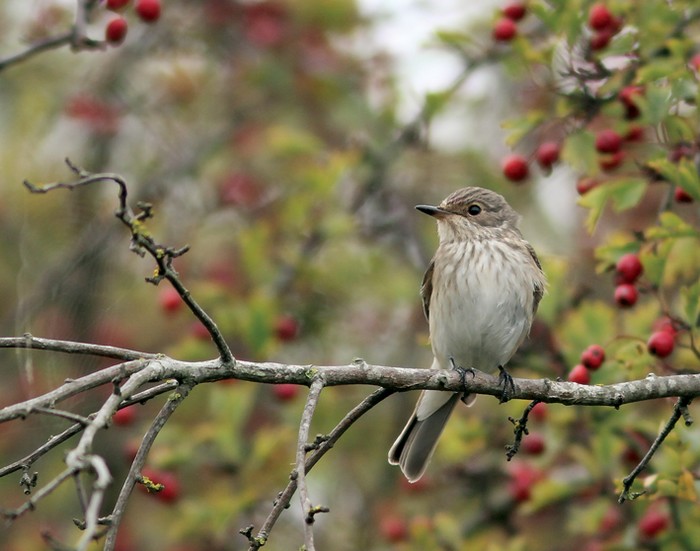 Spotted Flycatcher