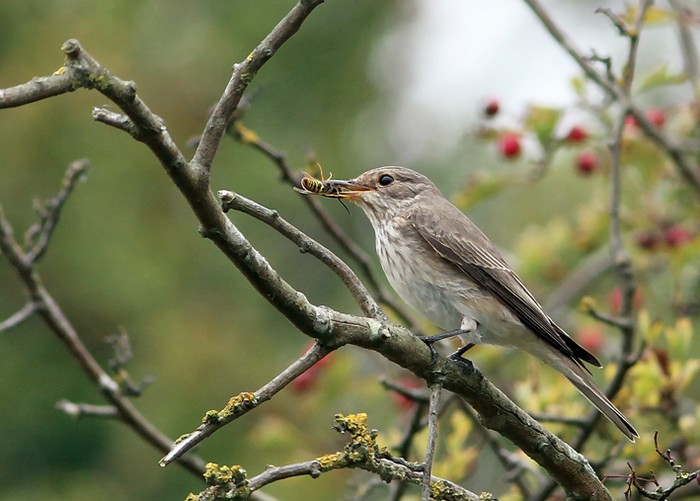 Spotted Flycatcher