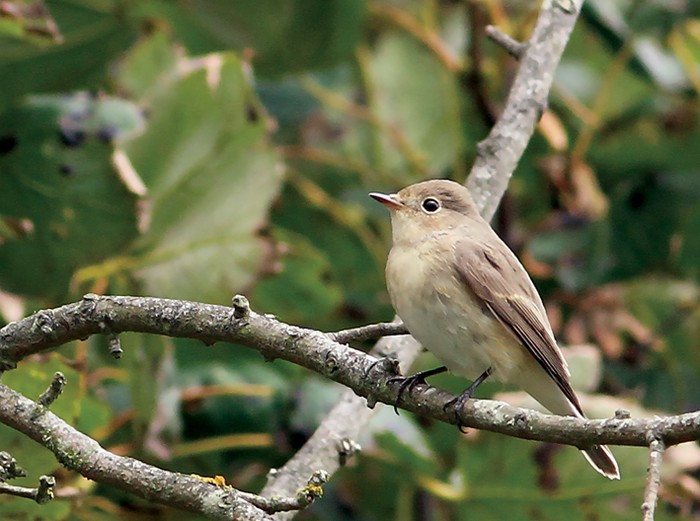 Red-breasted Flycatcher