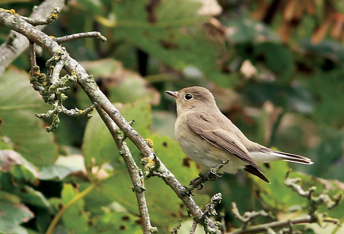 Red-breasted Flycatcher