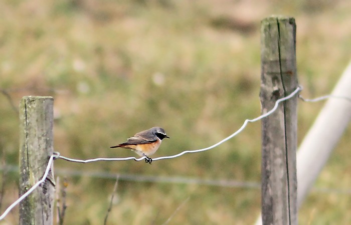 Redstart