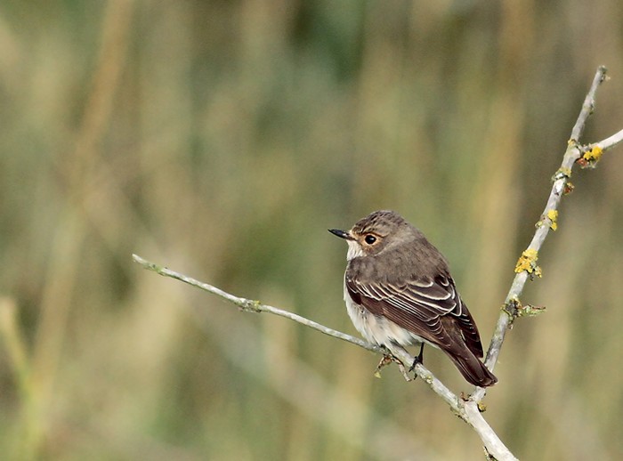 Spotted Flycatcher