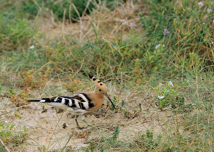 Hoopoe