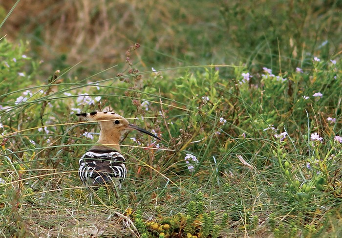Hoopoe