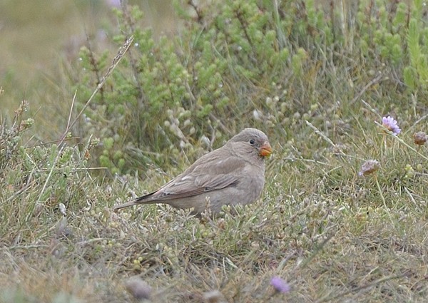 Trumpeter Finch