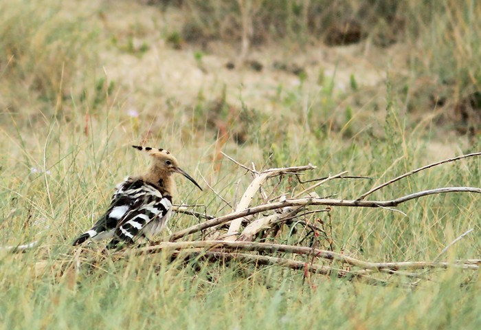 Hoopoe
