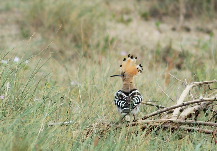 Hoopoe