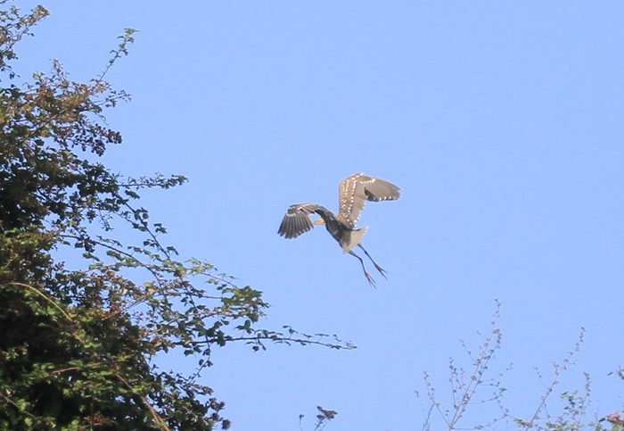 Night Heron