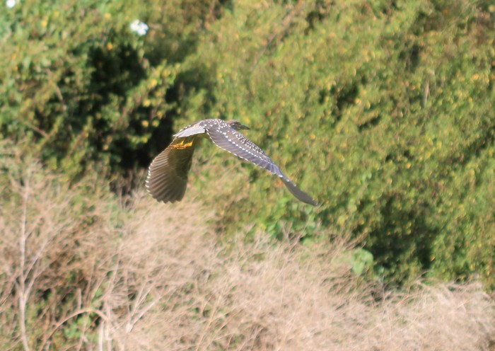 Night Heron