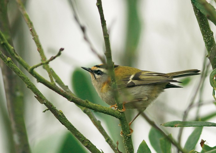 Firecrest