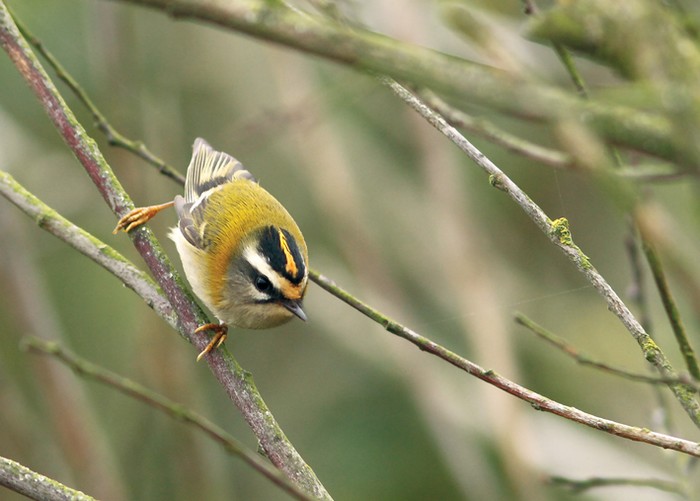 Firecrest