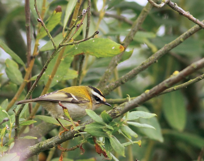Firecrest