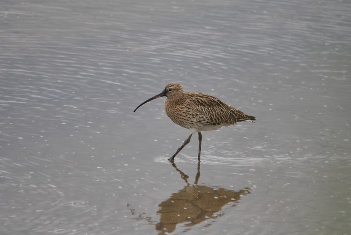 Curlew